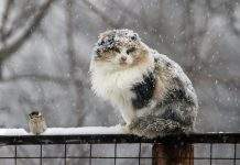 В Украину в марте может вернуться зима, – синоптики