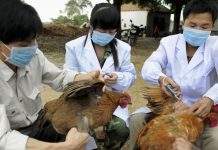 В Китае следом за коронавирусом последовала новая вспышка болезни