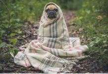 В Китае спасают домашних животных, оставшихся без хозяев