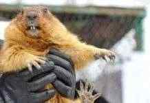 Зимы не будет: прогноз от сурка Тимки III и синоптиков