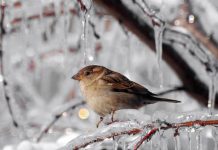 Январь в Украине стал самым тёплым и сухим за всю историю наблюдений