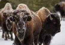 Бизоны и лошади помогут сохранить вечную мерзлоту, – учёные