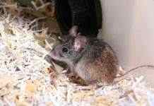 Австралия из-за лесных пожаров осталась без дымчатых мышей