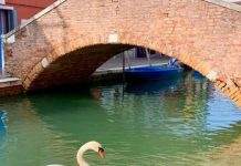 В Венеции благодаря COVID-19 появились дельфины и лебеди