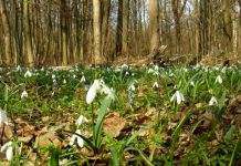 Потепление +15 и заморозки: синоптики Украины дали прогноз на неделю