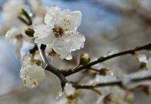 В Украине снова ожидаются заморозки, весна придёт в мае, – синоптики