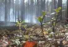 Пятые сутки пожаров в Чернобыльской зоне: полиция эвакуирует людей