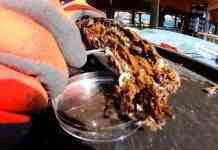 Древний лес может дать миру новые лекарства от рака, – учёные