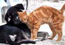 В одном из китайских городов запретили есть котов и собак