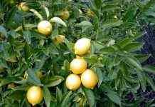 Турция ввела запрет на экспорт лимонов