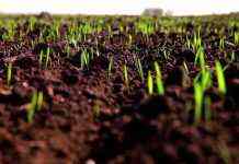 Состояние озимых культур в Украине удовлетворительное, – Минэкономики