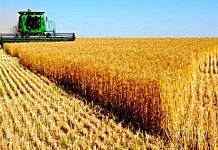 Эксперты прогнозируют снижение урожайности озимых культур