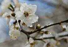 Из-за заморозков Украина может остаться без урожая фруктов и ягод