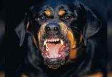 В Киевской области ротвейлер загрыз мужчину насмерть, – НПУ