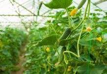 Тепличные хозяйства Украины на грани банкротства, – эксперты