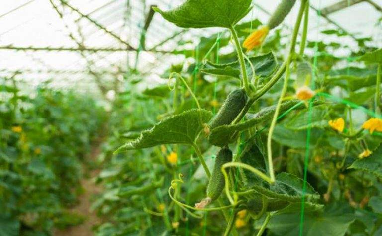 Тепличные хозяйства Украины на грани банкротства, – эксперты