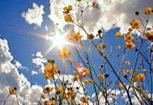 В Украине потеплеет, но заморозки ещё будут, – синоптики