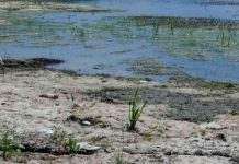 В Украине – самый низкий уровень воды в реках за 100 лет