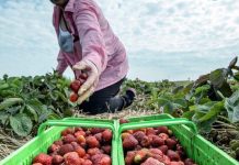 Кабмин готов выпускать население Украины на заработки за границу