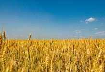 Эксперты рассказали, как проходит посевная