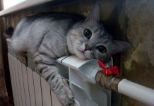 З холодною головою про тепло