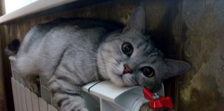 З холодною головою про тепло