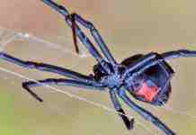 Пожелав стать «человеком-пауком», чуть не погибли дети