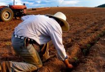 В США из-за карантина фермеры сжигают продукты и убивают скот