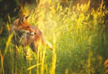 Евросоюз поставил цель: остановить вымирание флоры и фауны