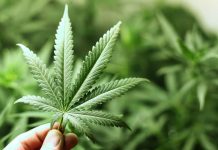 Канадские медики уверяют, что каннабис лечит COVID-19