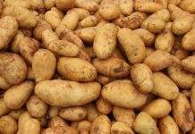 В Украину впервые завезли картофель из Франции