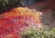 Река в Израиле превратилась в кровавое месиво