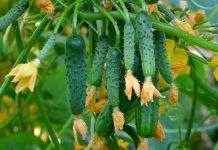 Украинские огурцы спровоцировали скандал в Польше