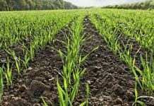 В Украине закончилась метеорологическая засуха, – эксперты