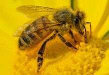 Пчёлы гибнут от болезни, похожей на коронавирус, – учёные