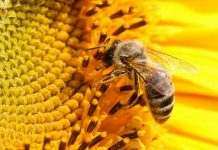 Учёные назвали причины массовой гибели пчёл в Украине