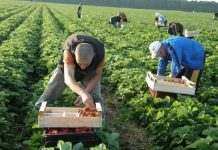 Европе нужны десятки тысяч сезонных работников из Украины