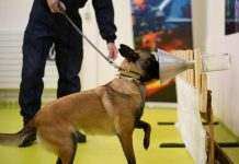 Собаки будут помогать медикам в диагностике COVID-19