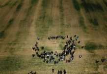 В Одесской области хотят объявить ЧС из-за гибели посевов