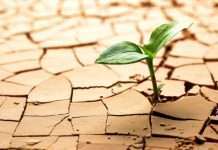 Чехия переживает самую сильную засуху за последние 500 лет