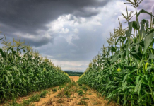 После засухи Украину начало заливать дождями: аграрии в панике