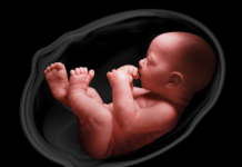 Учёные впервые вырастили человеческий эмбрион в лаборатории