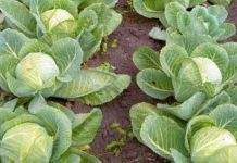 Украина может остаться без ранней капусты и моркови