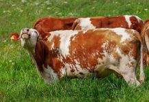 В Украине существенно сократилось производство молока
