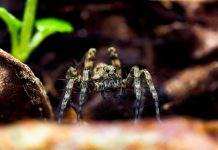 В Арктике наблюдается небывалое нашествие пауков-волков