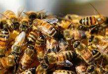В Украине пасечники хотят судиться с фермерами из-за гибели пчёл