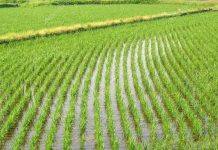 Фермеры Украины отказываются от выращивания риса