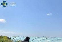 СБУ нашла в Херсонской области незаконные табачные плантации