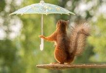 Укргидрометцентр дал прогнозы на июль: жара, шквалы и грозы