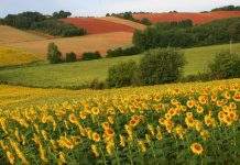 Ветеран из Днепра помогает гражданам стать фермерами